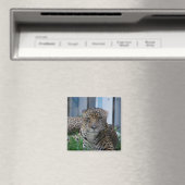 Jaguar Magneet (Insitu (Vaatwasser))
