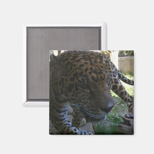 Jaguar Magneet (Voorkant / Achterkant)