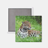 Jaguar Magneet (Voorkant / Achterkant)