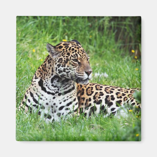 Jaguar Magneet (Voorkant)