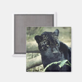 Jaguar Magneet (Voorkant / Achterkant)