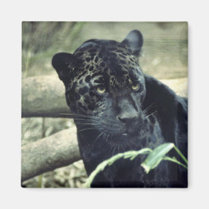 Jaguar Magneet