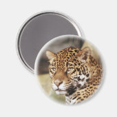 Jaguar Magnet (Voorkant / Achterkant)