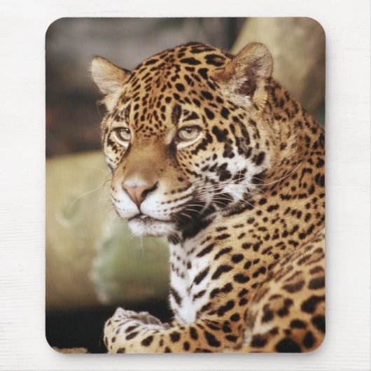 Jaguar Mousepad Muismat (Voorkant)