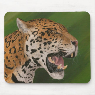 Jaguar Muismat