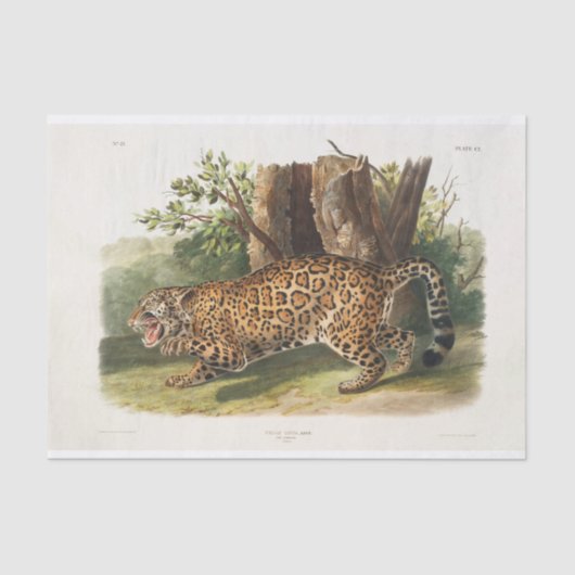 Jaguar of North America (1845) Ontkoppeling Tissuepapier (Voorkant)