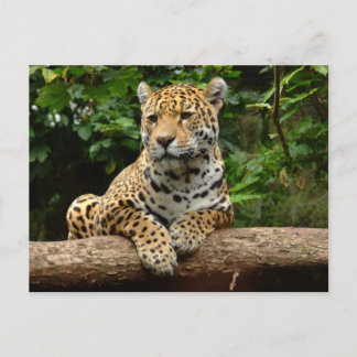 Jaguar on a log Postcard Briefkaart
