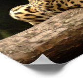 Jaguar on a log Poster (Hoek)