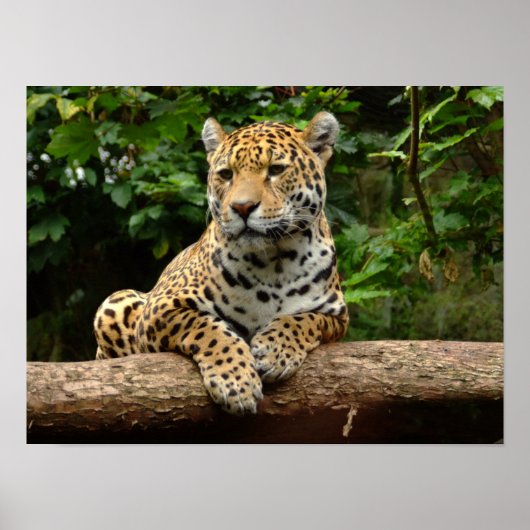 Jaguar on a log Poster (Voorkant)