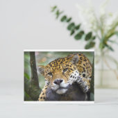 Jaguar ontspant in boom briefkaart (Staand voorkant)