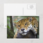 Jaguar ontspant in boom briefkaart (Voorkant / Achterkant)