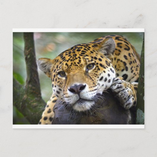 Jaguar ontspant in boom briefkaart (Voorkant)