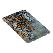 Jaguar op de prowl magneet (Rechterzijde)