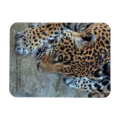 Jaguar op de prowl magneet (Horizontaal)