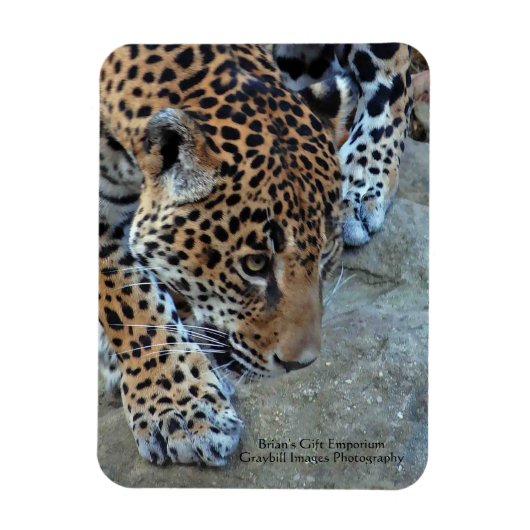 Jaguar op de prowl magneet (Verticaal)