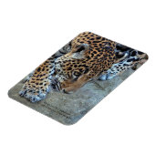 Jaguar op de prowl magneet (Linkerzijde)