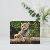Jaguar op een stam ansichtkaart briefkaart (Staand voorkant)