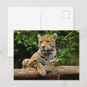 Jaguar op een stam ansichtkaart briefkaart (Voorkant / Achterkant)