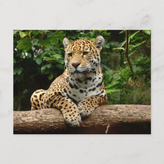 Jaguar op een stam ansichtkaart briefkaart (Voorkant)