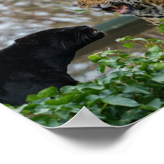 Jaguar Pair Poster (Hoek)