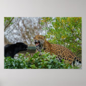Jaguar Pair Poster (Voorkant)