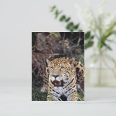 Jaguar (Panthera onca) Briefkaart (Staand voorkant)