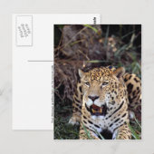 Jaguar (Panthera onca) Briefkaart (Voorkant / Achterkant)