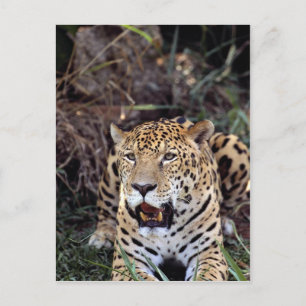 Jaguar (Panthera onca) Briefkaart