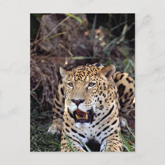 Jaguar (Panthera onca) Briefkaart (Voorkant)