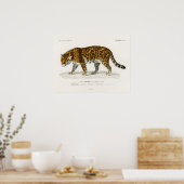 Jaguar Panthera Onca Charles D'Orbigny Poster (Keuken)