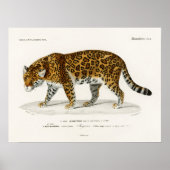 Jaguar Panthera Onca Charles D'Orbigny Poster (Voorkant)