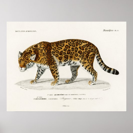 Jaguar Panthera Onca Charles D'Orbigny Poster (Voorkant)