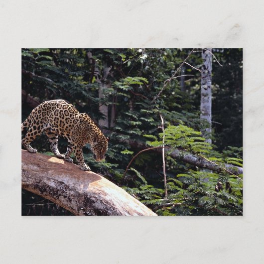Jaguar (Panthera onca) in boom Briefkaart (Voorkant)