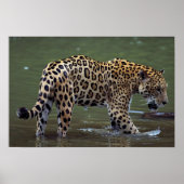 Jaguar (Panthera onca) in de modderrivier Poster (Voorkant)