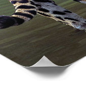 Jaguar (Panthera onca) in de modderrivier Poster (Hoek)