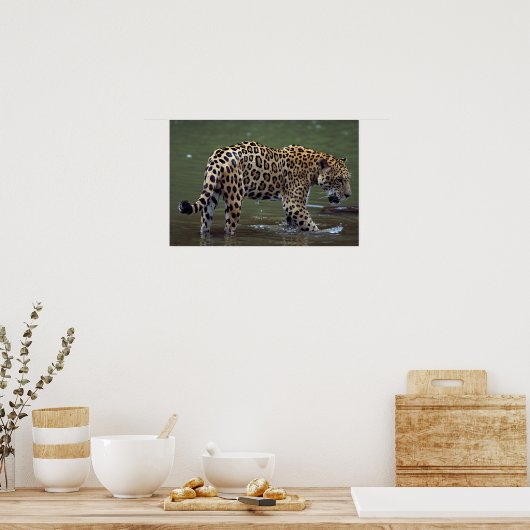 Jaguar (Panthera onca) in de modderrivier Poster (Keuken)