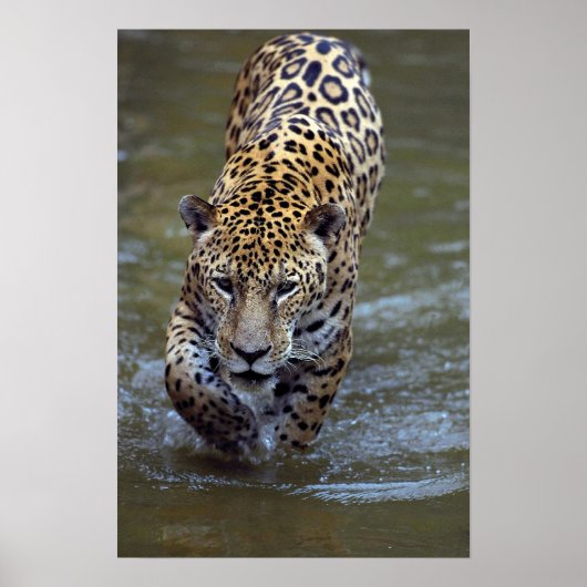 Jaguar (Panthera onca) in de modderrivier Poster (Voorkant)