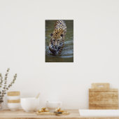 Jaguar (Panthera onca) in de modderrivier Poster (Keuken)