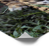 Jaguar (Panthera onca) Poster (Hoek)