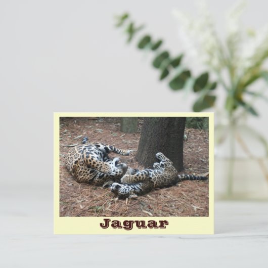 JAGUAR-PAW BACK-IMG_2914 -Shane-Carrie Briefkaart (Staand voorkant)