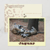 JAGUAR-PAW BACK-IMG_2914 -Shane-Carrie Briefkaart (Voorkant / Achterkant)