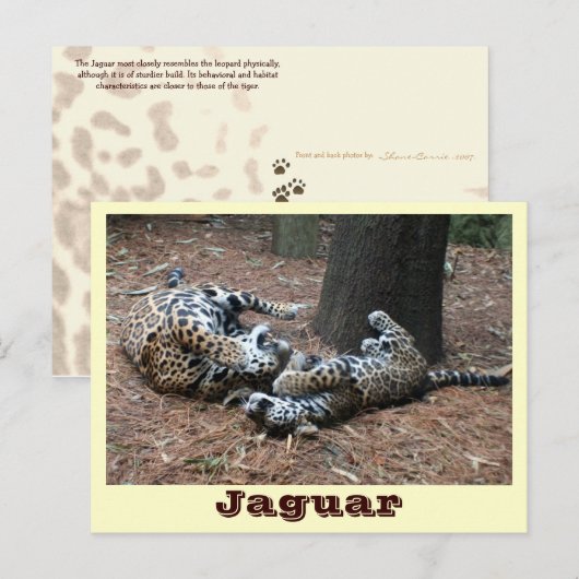JAGUAR-PAW BACK-IMG_2914 -Shane-Carrie Briefkaart (Voorkant / Achterkant)