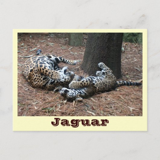 JAGUAR-PAW BACK-IMG_2914 -Shane-Carrie Briefkaart (Voorkant)