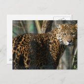 Jaguar Photo Briefkaart (Voorkant / Achterkant)