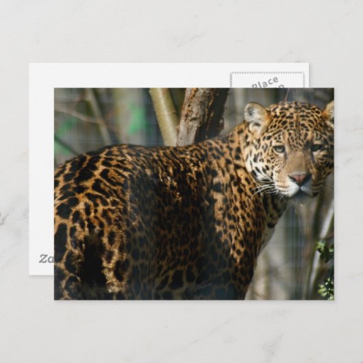 Jaguar Photo Briefkaart (Voorkant / Achterkant)