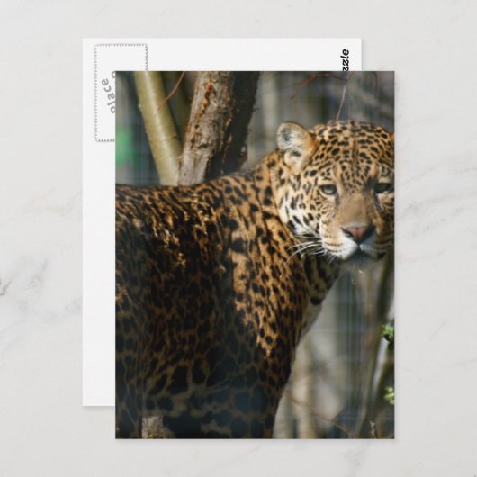 Jaguar Photo Briefkaart (Voorkant / Achterkant)