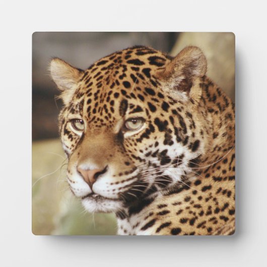 Jaguar Photo Plaque Fotoplaat (Voorkant)