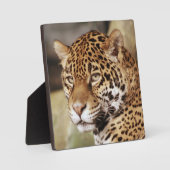 Jaguar Photo Plaque Fotoplaat (Voorkant)