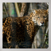 Jaguar Photo Print (Voorkant)