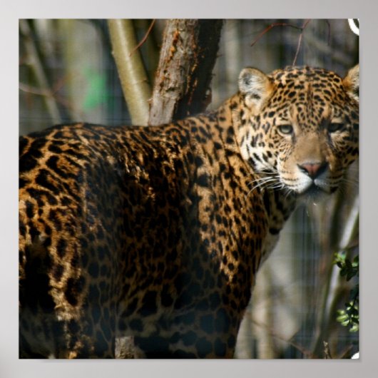 Jaguar Photo Print (Voorkant)